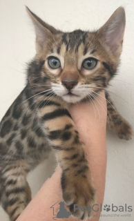 Photo №2 to announcement № 111970 for the sale of bengal cat - buy in Germany private announcement, breeder