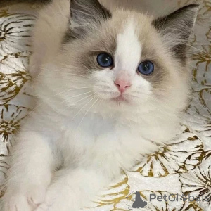 Photo №2 to announcement № 156266 for the sale of ragdoll - buy in Austria private announcement