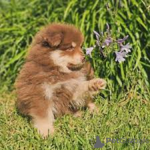 Photo №2 to announcement № 163880 for the sale of finnish lapphund - buy in Netherlands private announcement, breeder