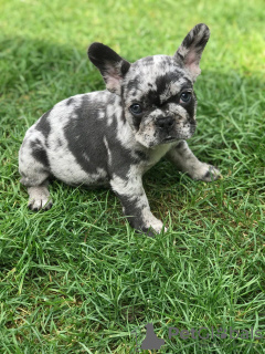 Photo №1. french bulldog - for sale in the city of Nürnberger Land | 475$ | Announcement № 79566