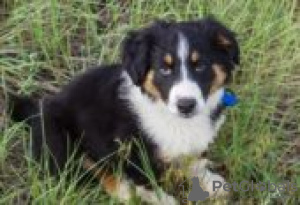 Photo №2 to announcement № 126931 for the sale of english shepherd - buy in Germany private announcement