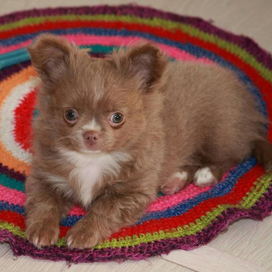 Photo №2 to announcement № 5327 for the sale of chihuahua - buy in Russian Federation breeder