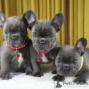 Photo №1. french bulldog - for sale in the city of Dusseldorf | 317$ | Announcement № 73872