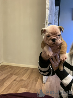 Photo №1. english bulldog - for sale in the city of New York | 700$ | Announcement № 121037