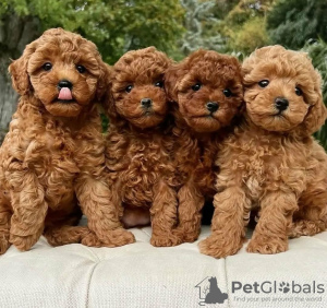 Photo №1. poodle (royal) - for sale in the city of Zürich | negotiated | Announcement № 117261