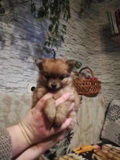 Photo №4. I will sell pomeranian in the city of Minsk. private announcement - price - 400$