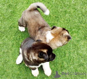 Photo №2 to announcement № 12834 for the sale of akita - buy in Belgium 