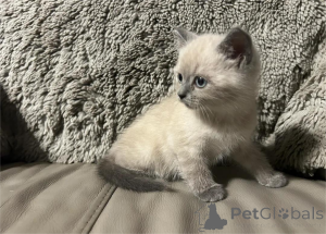Photo №1. persian cat - for sale in the city of Hagenow | 361$ | Announcement № 154980