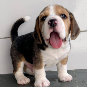 Photo №1. beagle - for sale in the city of Budapest | negotiated | Announcement № 42530