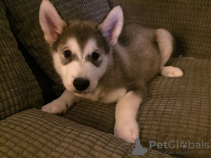 Photo №2 to announcement № 18603 for the sale of alaskan malamute - buy in Sweden private announcement