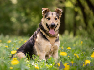 Photo №2 to announcement № 154141 for the sale of non-pedigree dogs - buy in Russian Federation private announcement