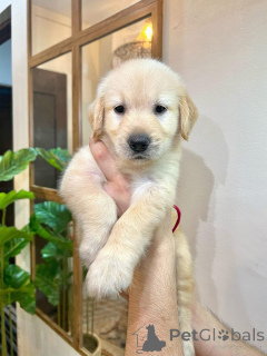 Photo №2 to announcement № 135570 for the sale of golden retriever - buy in United States from the shelter, breeder