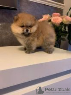 Photo №1. pomeranian - for sale in the city of Växjö | negotiated | Announcement № 56121