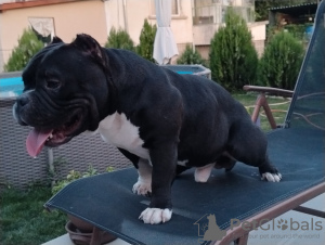 Photo №2 to announcement № 78253 for the sale of american bully - buy in Bulgaria breeder