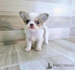 Photo №3. Molly's lovely puppies fir rehoming. United States