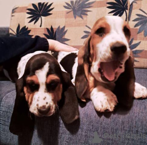 Photo №1. basset hound - for sale in the city of Sremska Mitrovica | negotiated | Announcement № 161441