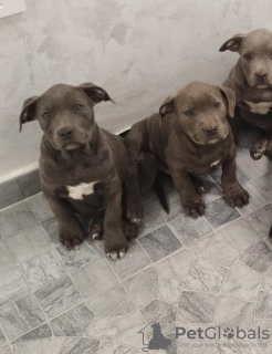 Photo №1. american bully - for sale in the city of Belgrade | negotiated | Announcement № 80267