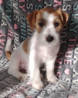 Photo №1. jack russell terrier - for sale in the city of Gomel | 320$ | Announcement № 10491