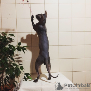 Additional photos: Peterbald cattery! There are kittens! Ask!