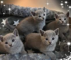 Photo №2 to announcement № 164251 for the sale of russian blue - buy in Belgium private announcement, breeder