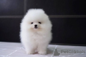 Photo №1. pomeranian - for sale in the city of Goslar | 423$ | Announcement № 114672