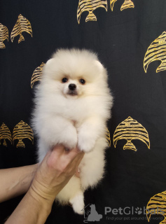 Photo №4. I will sell pomeranian in the city of Szczecin. from nursery - price - 800$