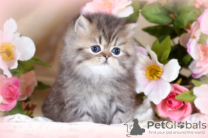 Photo №1. persian cat - for sale in the city of Москва | 158$ | Announcement № 99695