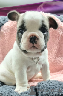 Photo №1. french bulldog - for sale in the city of Jyväskylä | Is free | Announcement № 99005
