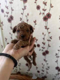 Photo №3. Miniature poodle puppies. Serbia