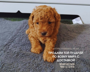 Photo №2 to announcement № 54820 for the sale of poodle (toy) - buy in Germany private announcement