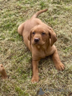 Photo №1. labrador retriever - for sale in the city of Houston | 700$ | Announcement № 108828