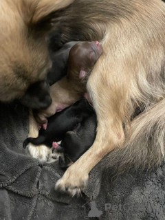 Photo №2 to announcement № 161375 for the sale of chihuahua - buy in United States private announcement