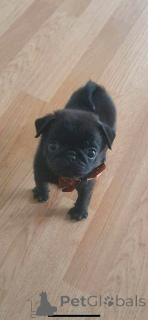 Photo №3. Purebred Pug Puppies available. Australia