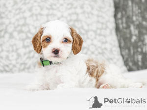 Photo №2 to announcement № 155607 for the sale of labradoodle - buy in Austria private announcement