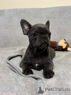 Photo №3. French bulldog puppies for adoption.. Finland