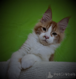 Photo №2 to announcement № 7818 for the sale of maine coon - buy in Russian Federation from nursery