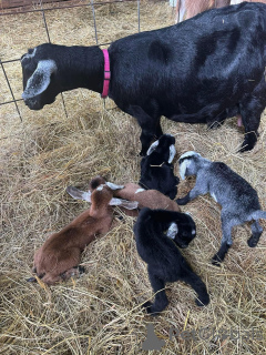 Photo №1.  - for sale in the city of Alabama | negotiated | Announcement № 161736