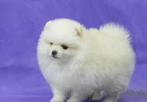 Photo №1. pomeranian - for sale in the city of St. Petersburg | 199$ | Announcement № 84277