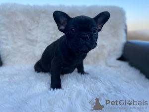 Photo №2 to announcement № 19044 for the sale of french bulldog - buy in Poland private announcement, breeder