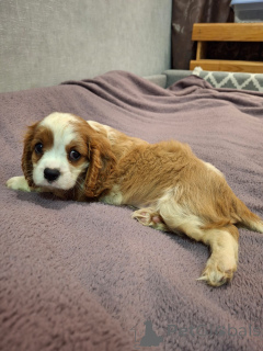 Photo №1. cavalier king charles spaniel - for sale in the city of Riga | 800$ | Announcement № 148743