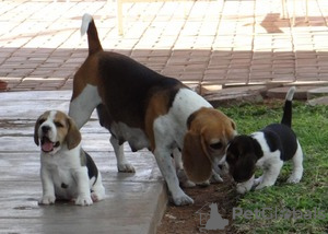 Photo №4. I will sell beagle in the city of Region Hannover.  - price - Is free
