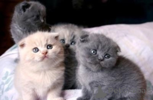 Photo №1. scottish fold - for sale in the city of Las Palmas de Gran Canaria | negotiated | Announcement № 176433
