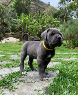 Photo №2 to announcement № 160715 for the sale of cane corso - buy in Germany private announcement