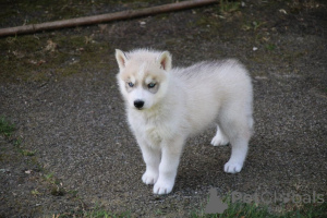 Photo №1. siberian husky - for sale in the city of Liège | Is free | Announcement № 138935