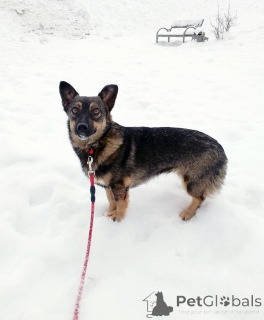 Photo №1. non-pedigree dogs - for sale in the city of St. Petersburg | Is free | Announcement № 163728