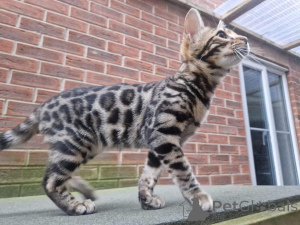 Photo №2 to announcement № 153215 for the sale of bengal cat - buy in Sweden private announcement