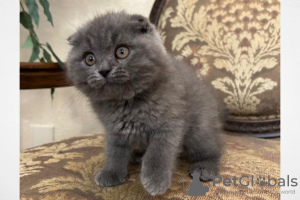 Photo №1. scottish fold - for sale in the city of Trier | 329$ | Announcement № 128563