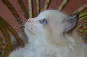 Photo №2 to announcement № 7092 for the sale of ragdoll - buy in Russian Federation from nursery