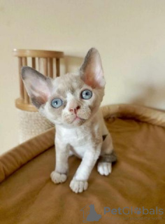 Photo №1. devon rex - for sale in the city of Tübingen | Is free | Announcement № 129602