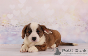 Photo №3. Corgi Cardigan Golden Tiger. Ukraine